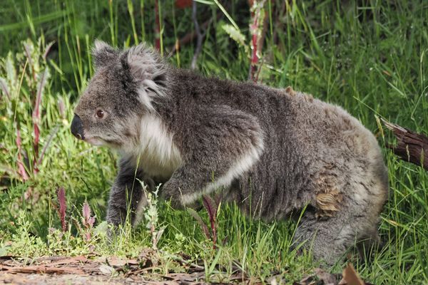 Koala in de omgeving van de Great Ocean Road, Australië