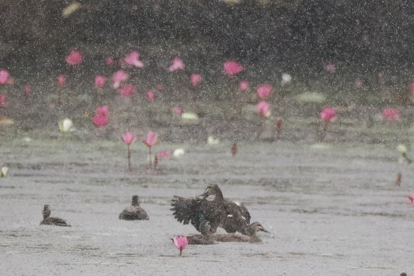 Stortbui in Yungaburra, Australië