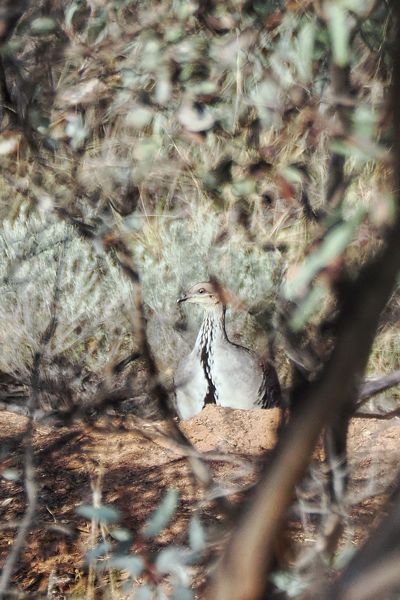 Thermometervogel in de outback, Australië