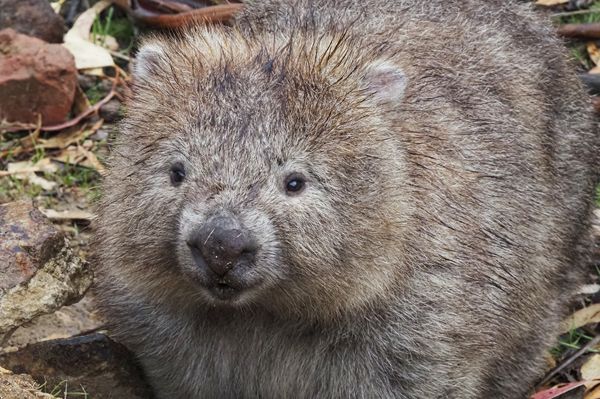 Wombat op Maria Island, Tasmanië, Australië