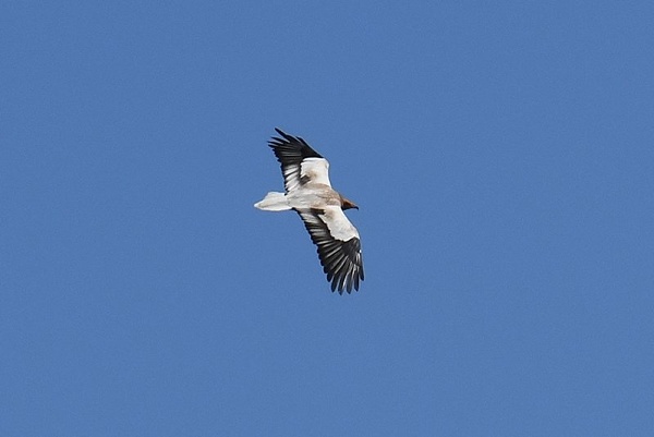 Egyptian Vulture