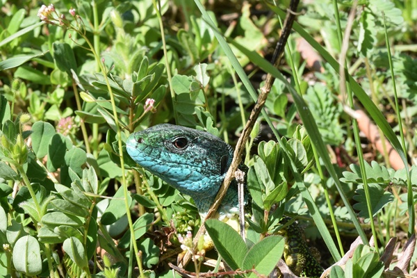 Hagedis bij Snake Meadows, Albanië
