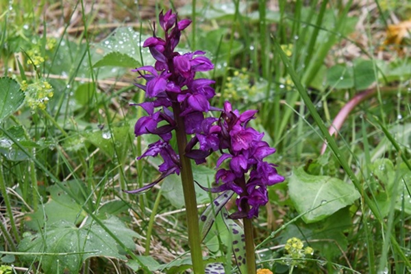 Orchideeën