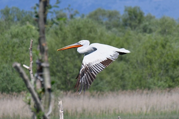 Pelikaan bij Shkoder meer