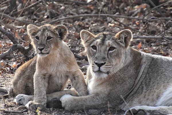 Leeuwen in Gir, India