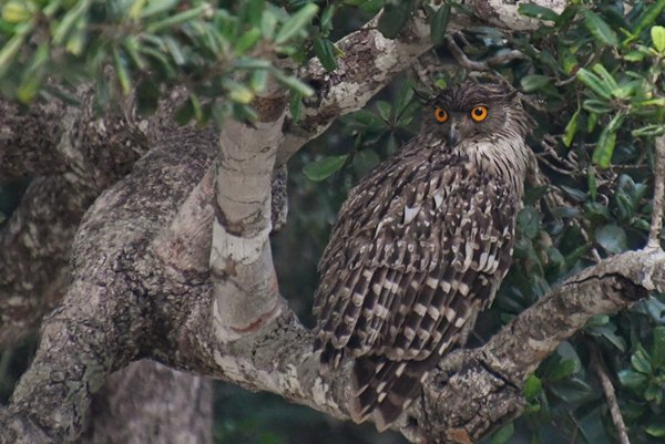 Bruine visuil in Wilpattu, Sri Lanka