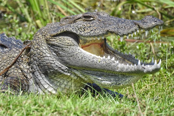 Krokodil in Bundala National Park, Sri Lanka