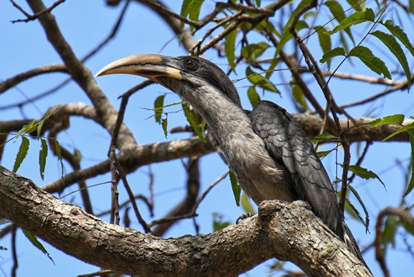 Grey hornbill in Anuradhapura, Sri Lanka