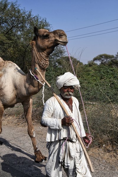 Man met dromedaris in Gujarat, India