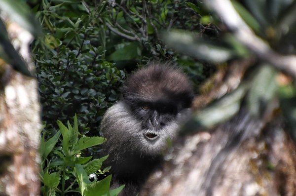 Purple faced Langur in Horton Plains, Sri Lanka