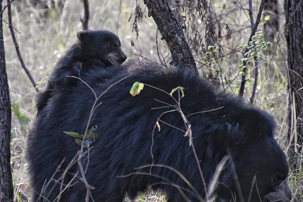 Lippenbeer met jong op de rug in Satpura, India