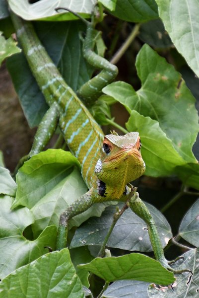 Hagedis in Makawanda Forest Reserve, Sri Lanka