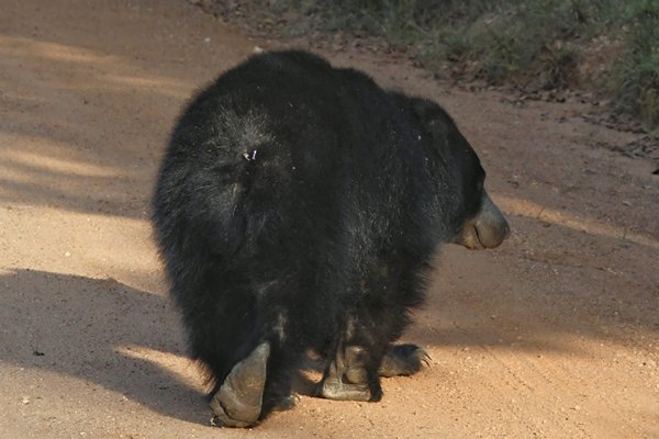 Lippenbeer in Wilpattu, Sri Lanka