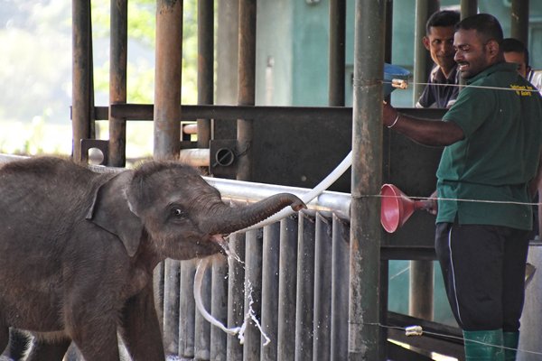 Olifantjes krijgen melk in het Udawalawe Elephant Transfer Home, Sri Lanka