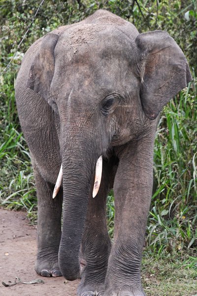 Olifant in Minneriya National Park, Sri Lanka