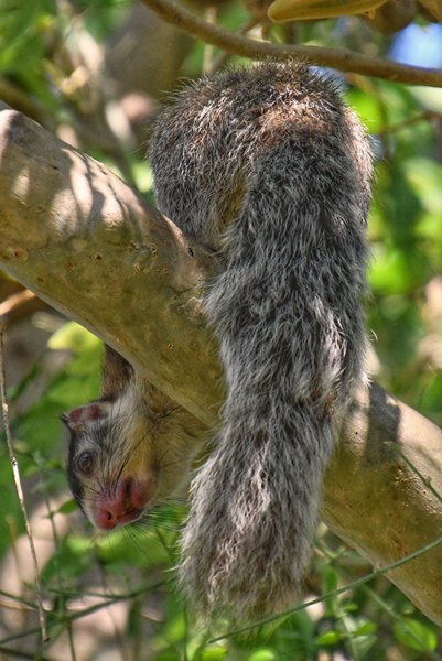 Reuzeneekhoorn in Anawilundawa, Sri Lanka