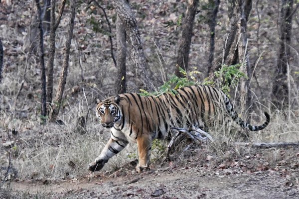 Tijger in Satpura, India