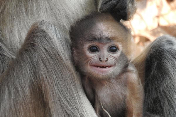 Baby langoer in Pench, India