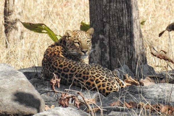 Luipaard in Pench National Park, India