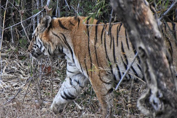 Tijger in Tadoba Tiger Reserve, India