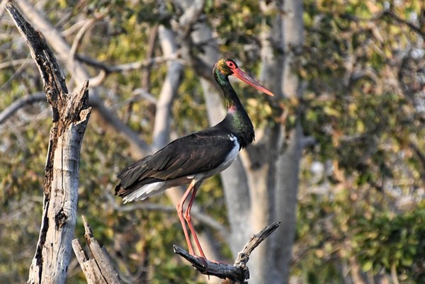 Zwarte ooievaar in Pench, India