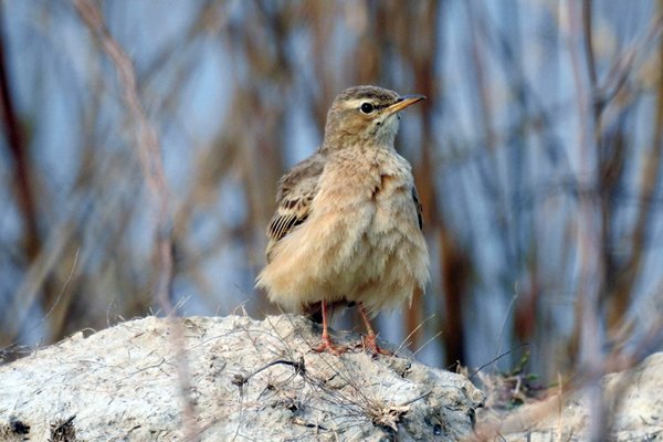 Verwaaide Langsnavelpieper (Long-billed pipit) in Sultanpur Bird Sanctuary (India)