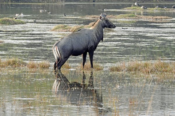 Mannetje Nijlgau (Nilgai) in Sultanpur Bird Sanctuary (India)