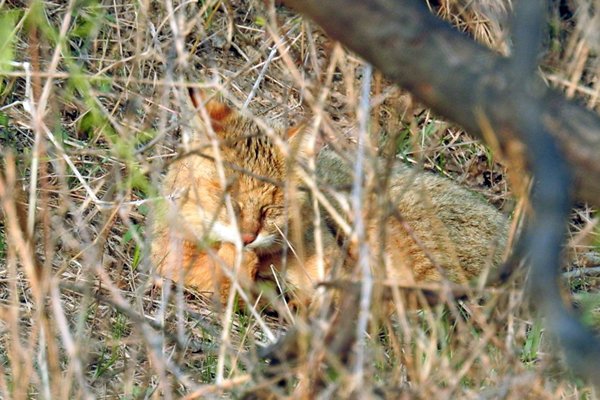Moeraskat (Jungle cat) in Sultanpur Bird Sanctuary (India)