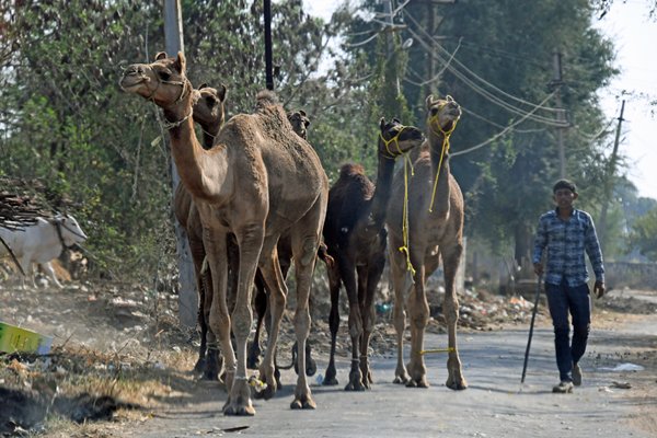 Dromedarissen in de omgeving van Tadoba (India)