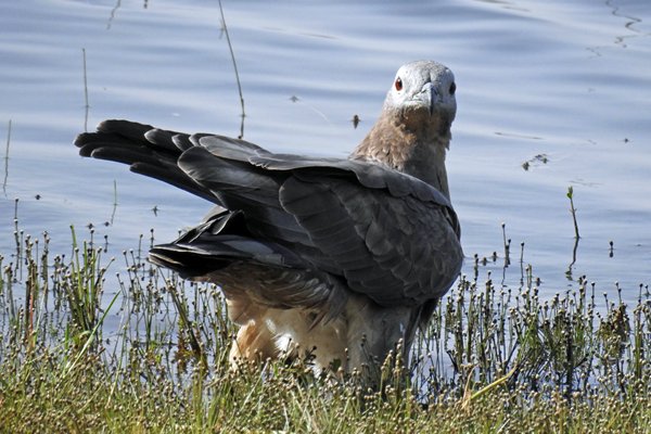 Aziatische wespendief (Oriental honey buzzard) in Tadoba Tiger Reserve (India)