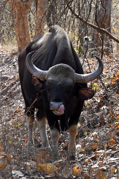 Gaur in Tadoba Tiger Reserve (India)