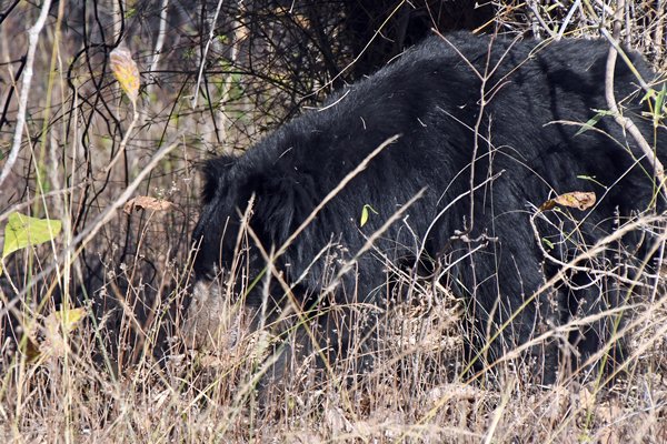 Lippenbeer in Tadoba Tiger Reserve (India)