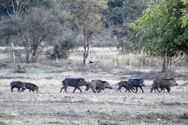 Groep wilde zwijnen aan het eind van de dag in Tadoba Tiger Reserve (India)