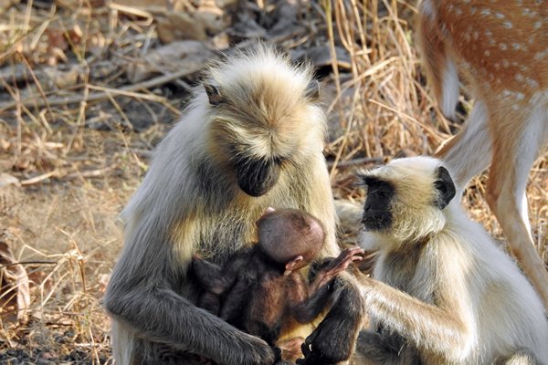 Langurs passen op de baby in Tadoba Tiger Reserve (India)