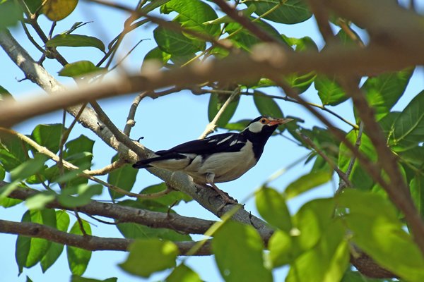 Eksterspreeuw (Asian pied starling) bij het hotel bij Tadoba Tiger Reserve (India)