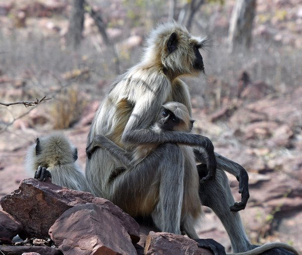 langurs in Tadoba Tiger Reserve (India)