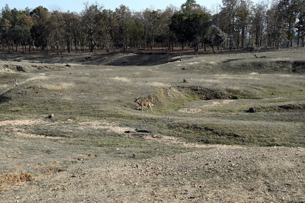 landschap in Pench National Park (India)