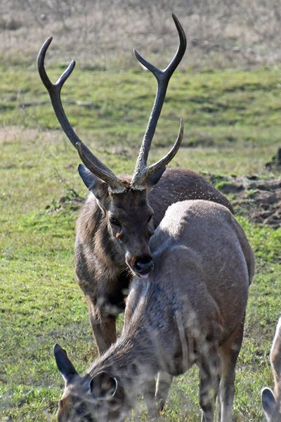 Sambar zoekt toenadering in Pench National Park (India)