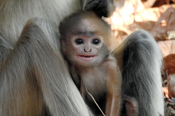 Baby langur in Pench National Park (India)