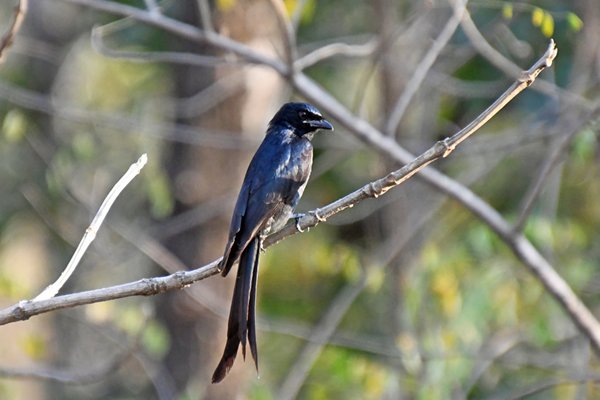 Koningsdrongo (Black drongo) in Pench National Park (India)