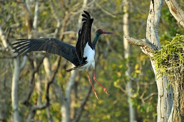 Landende zwarte ooievaar (Black stork) in Pench National Park (India)