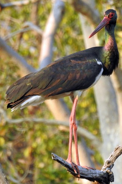 Zwarte ooievaar (Black stork) in Pench National Park (India)