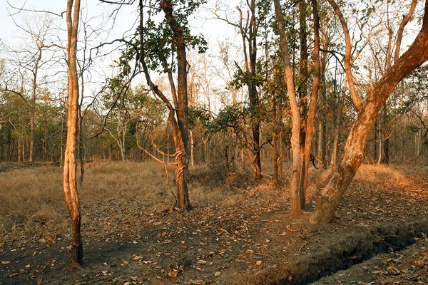 Pench National Park in vroeg morgenlicht (India)