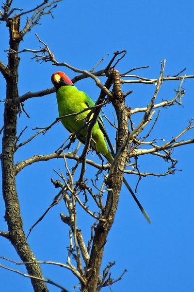 Pruimekopparkiet (Plum-headed parakeet) in Pench National Park (India)
