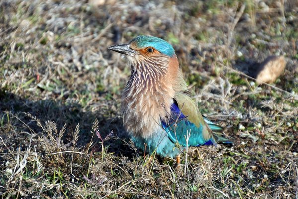 Scharrelaar (Indian roller) in Pench National Park (India)