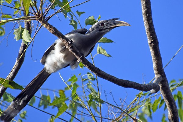 Ceylonese tok (Sri Lanka grey hornbill) in Pench National Park (India)