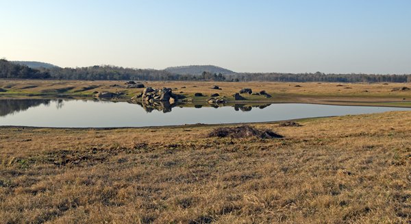 Meertje in Pench National Park (India)