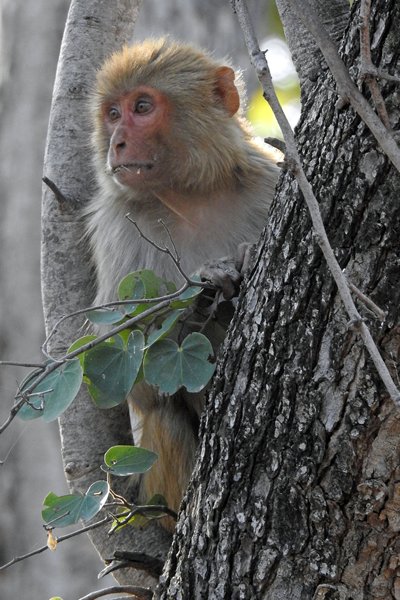 Resusaap (Rhesus macaque) in Pench National Park (India)