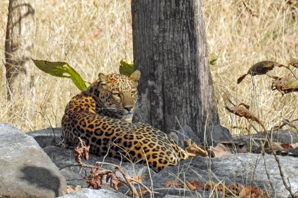 Luipaard op grote afstand in Pench National Park (India)