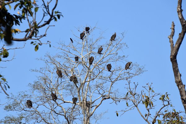 Boom vol Bengaalse gieren (White-rumped vulture) in Pench National Park (India)